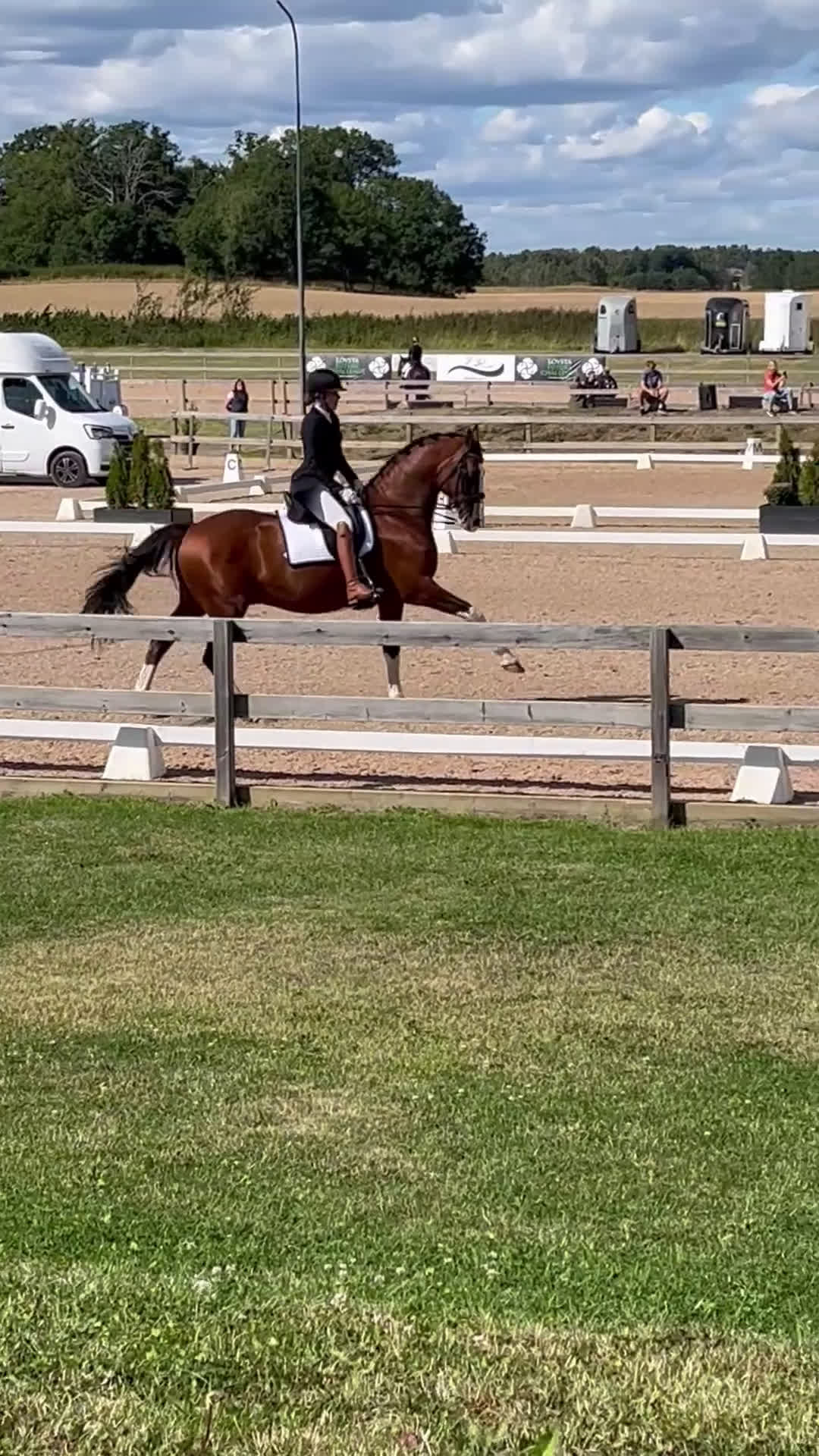 Dressyr hästar till salu: Genom snäll valack med utstålning - Video 2