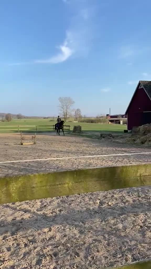 Hoppning hästar till salu: Trevlig valack  - Video 4