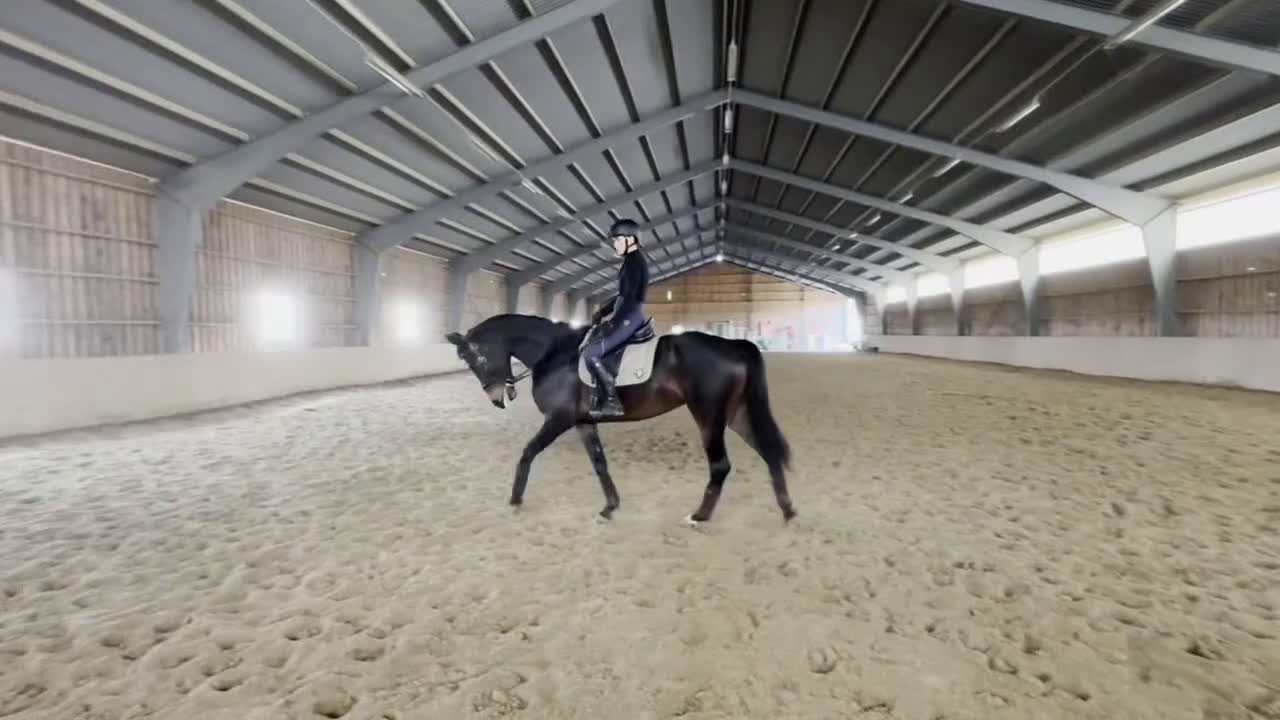 Dressyr hästar till salu: Vackert dressyr sto med toppstam i Fjälkinge - Video 1