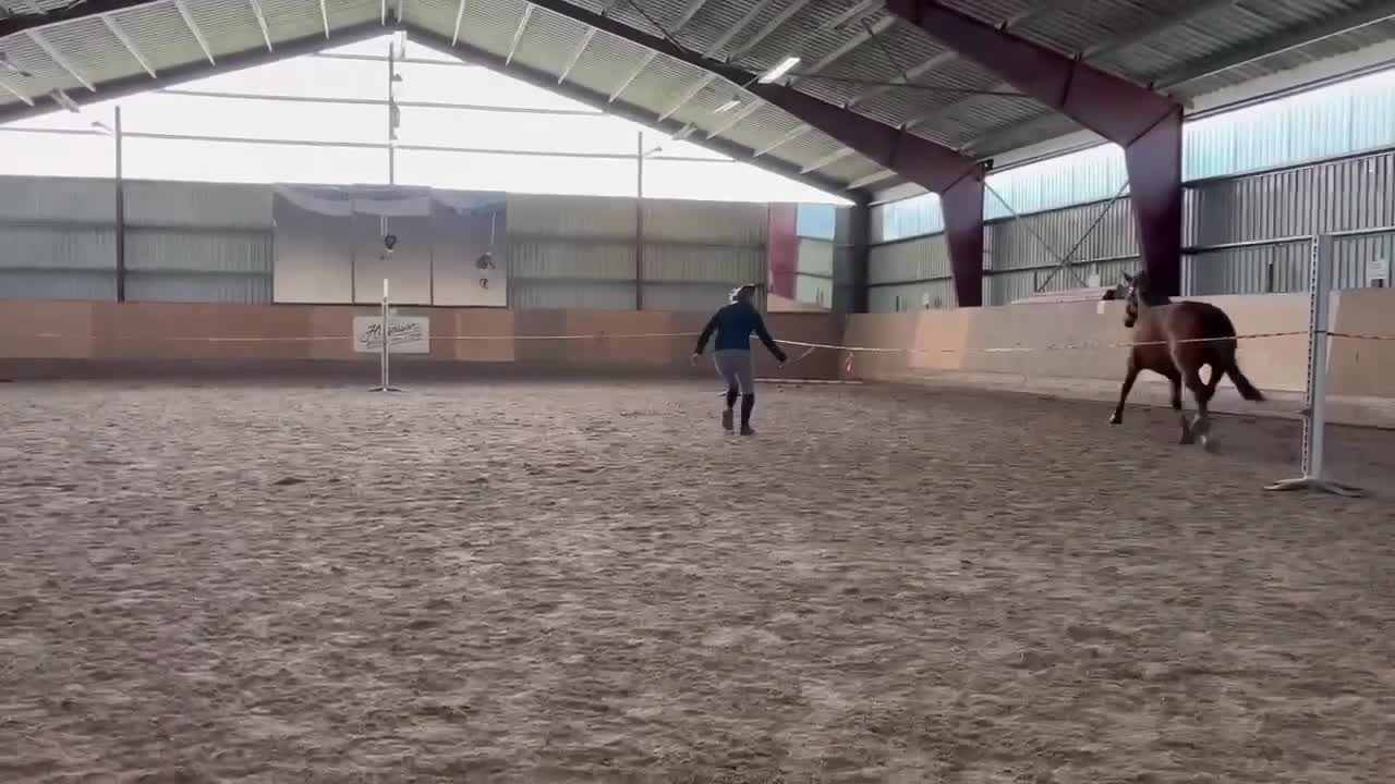 Hoppning hästar till salu: 4-årig D-ponny - Video 1