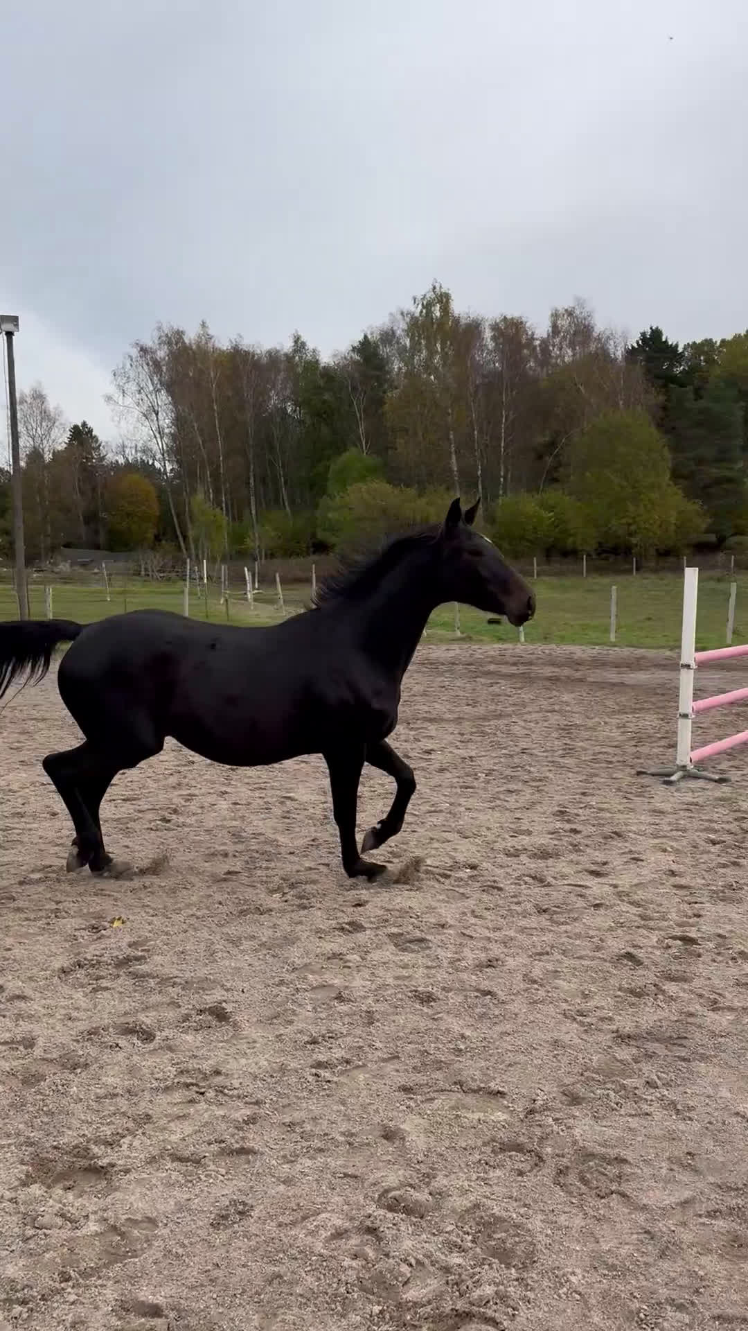 Allround hästar till salu: Häftig multitalang  i Lerum - Video 2