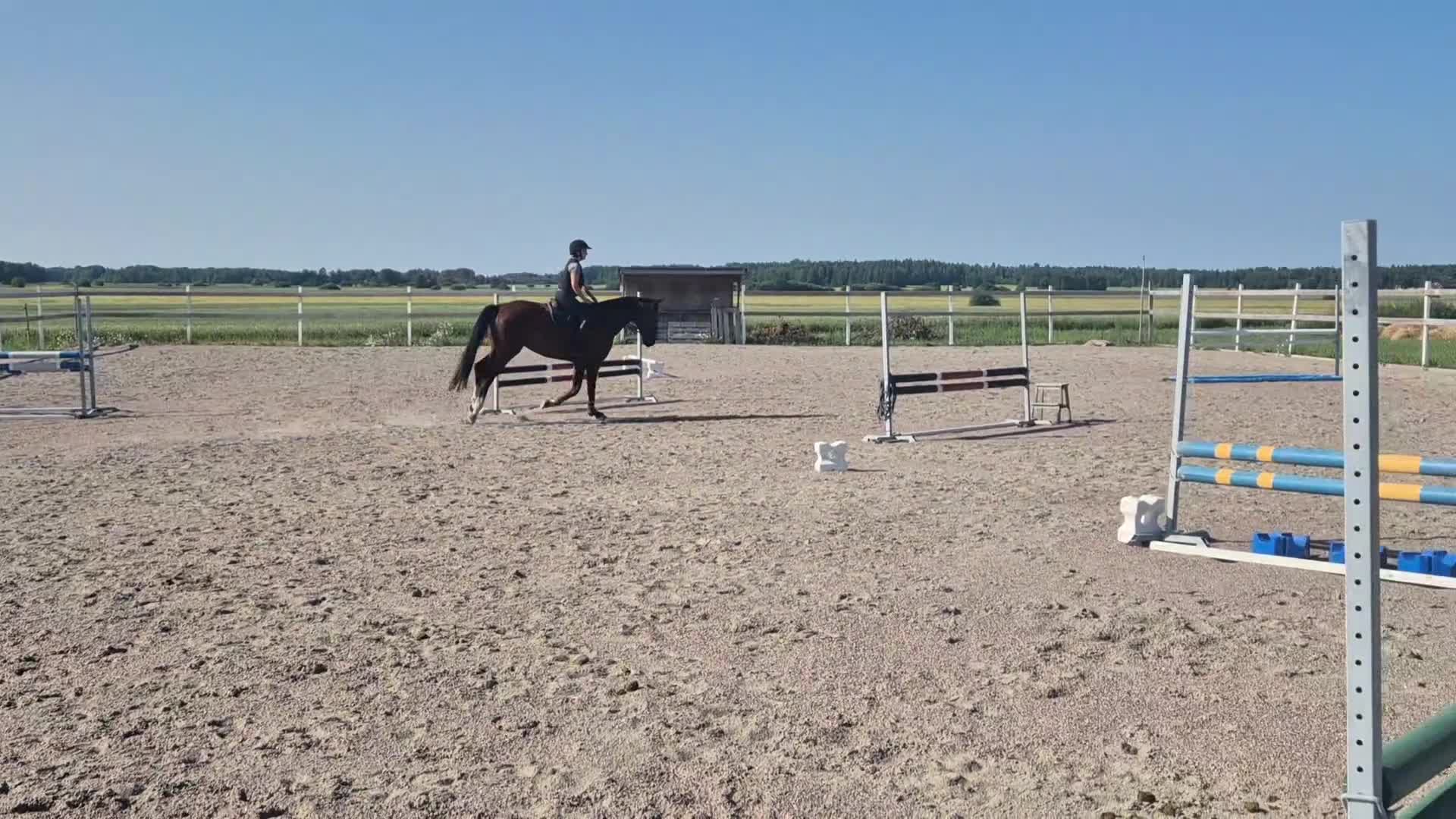 Hoppning hästar till salu: Underbar hopphäst med kapacitet - Video 3