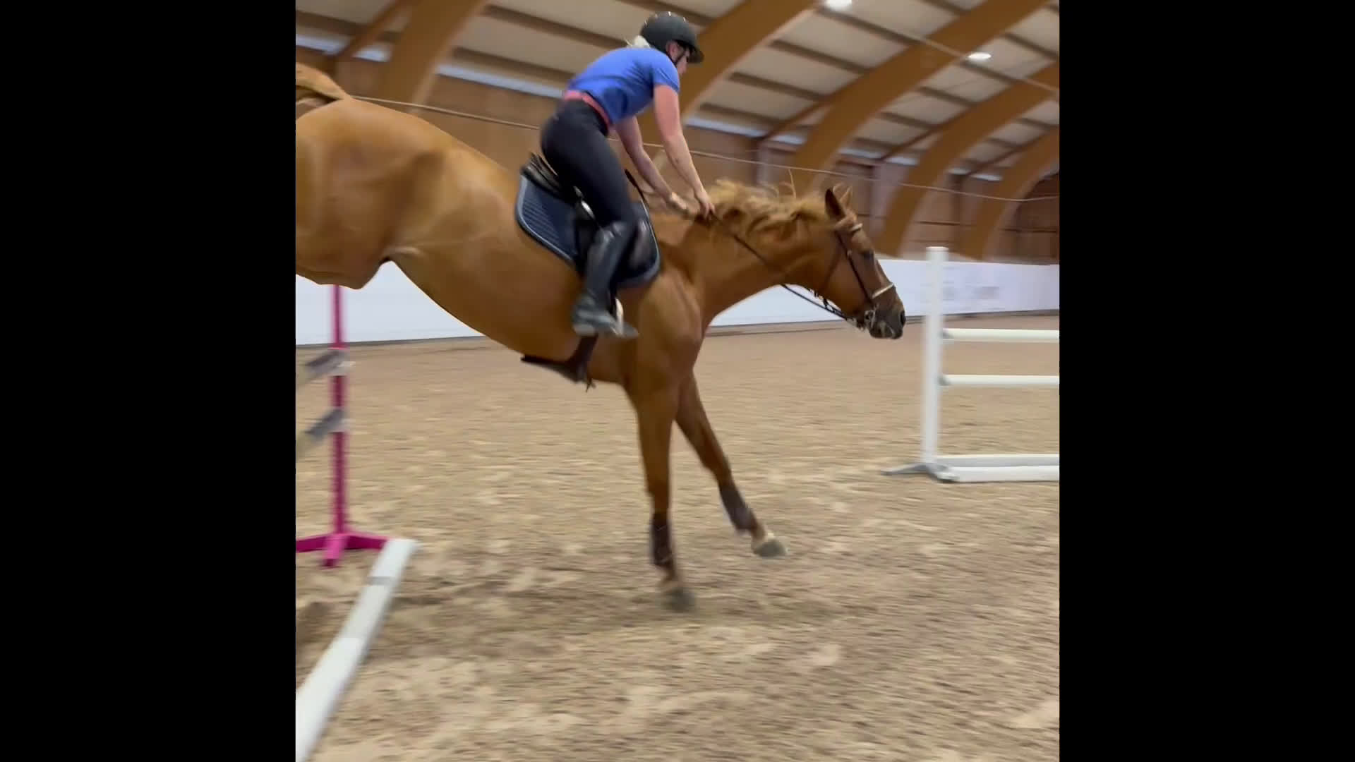 Hoppning hästar till salu: Sto med utstrålning  - Video 1