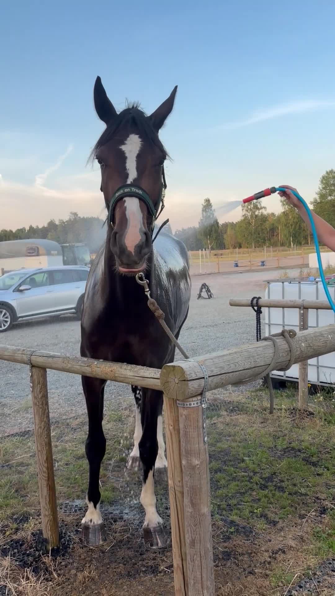 Allround hästar till salu: Framtidslöfte! - Video 4
