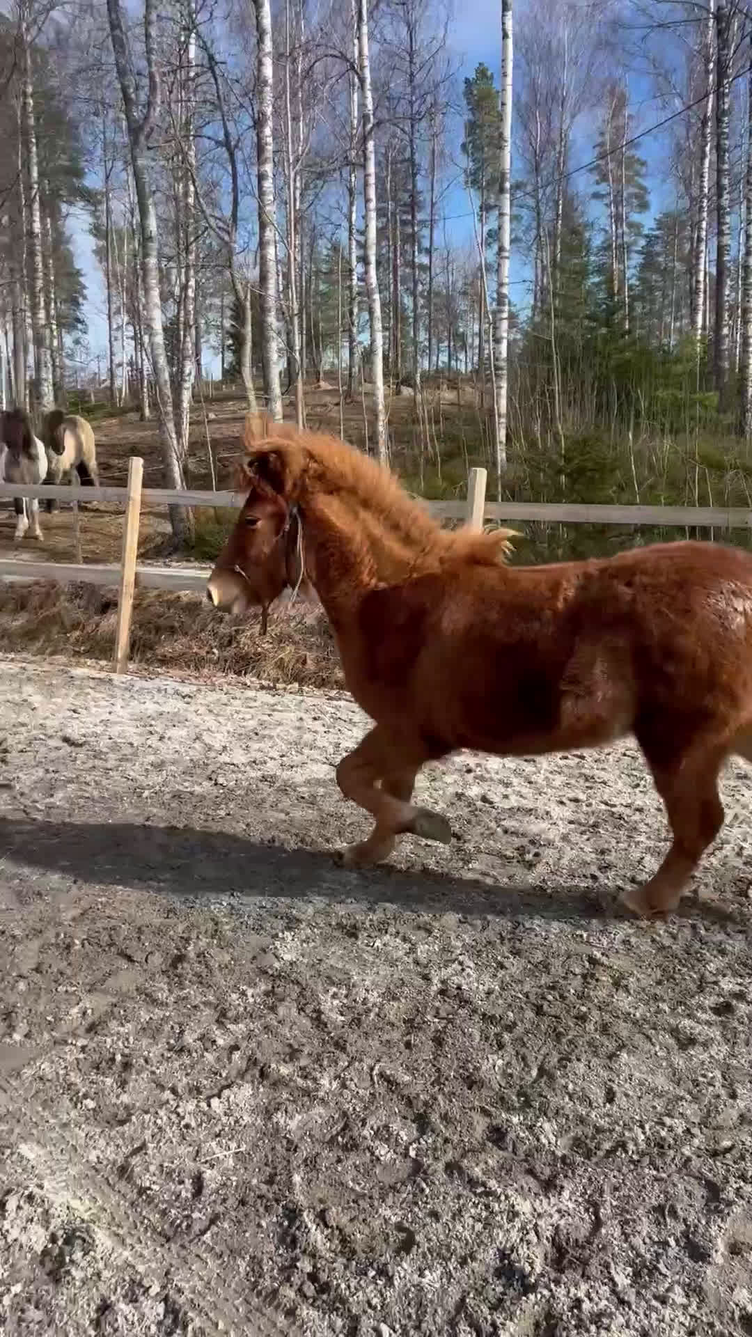 Island hästar till salu: Sto med spännande stam - Video 1