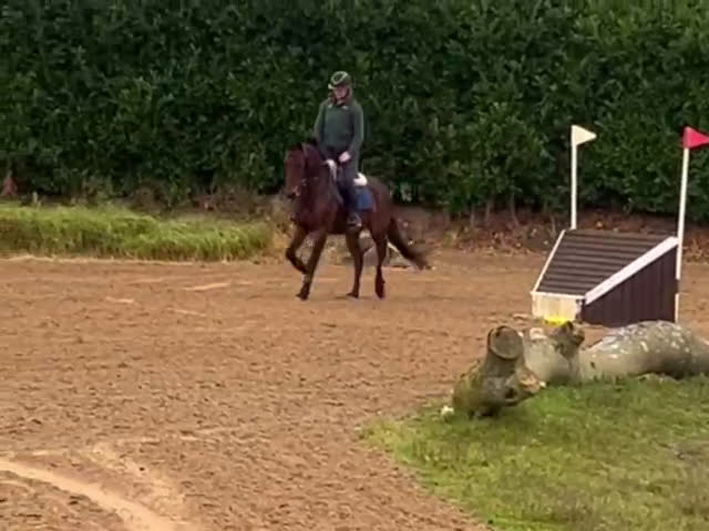 Fälttävlan hästar till salu: Searching for an Event Pony? i Brøndby - Video 3