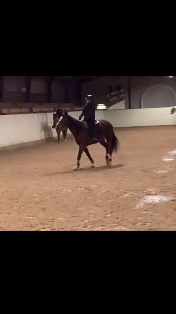 Allround hästar sökes: Söker foderhäst - Video 2