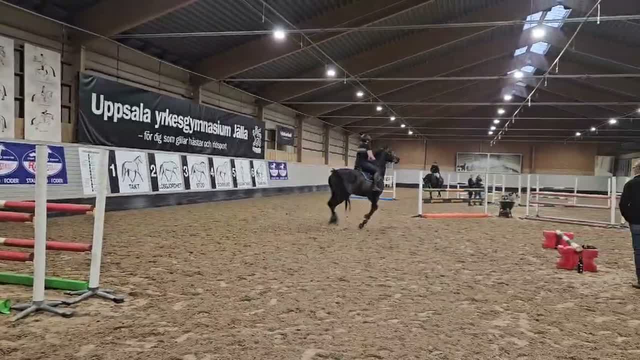 Hoppning hästar till salu: 13 årigt sto - Video 1