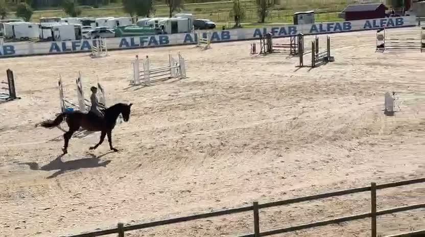 Hoppning hästar till salu: Fint SWB-sto - Video 2