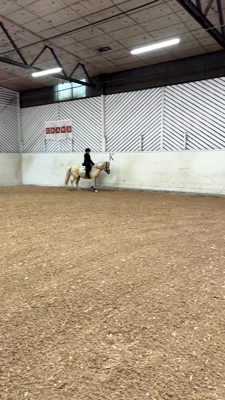 Allround hästar till salu: B-ponny med utstrålning  - Video 2