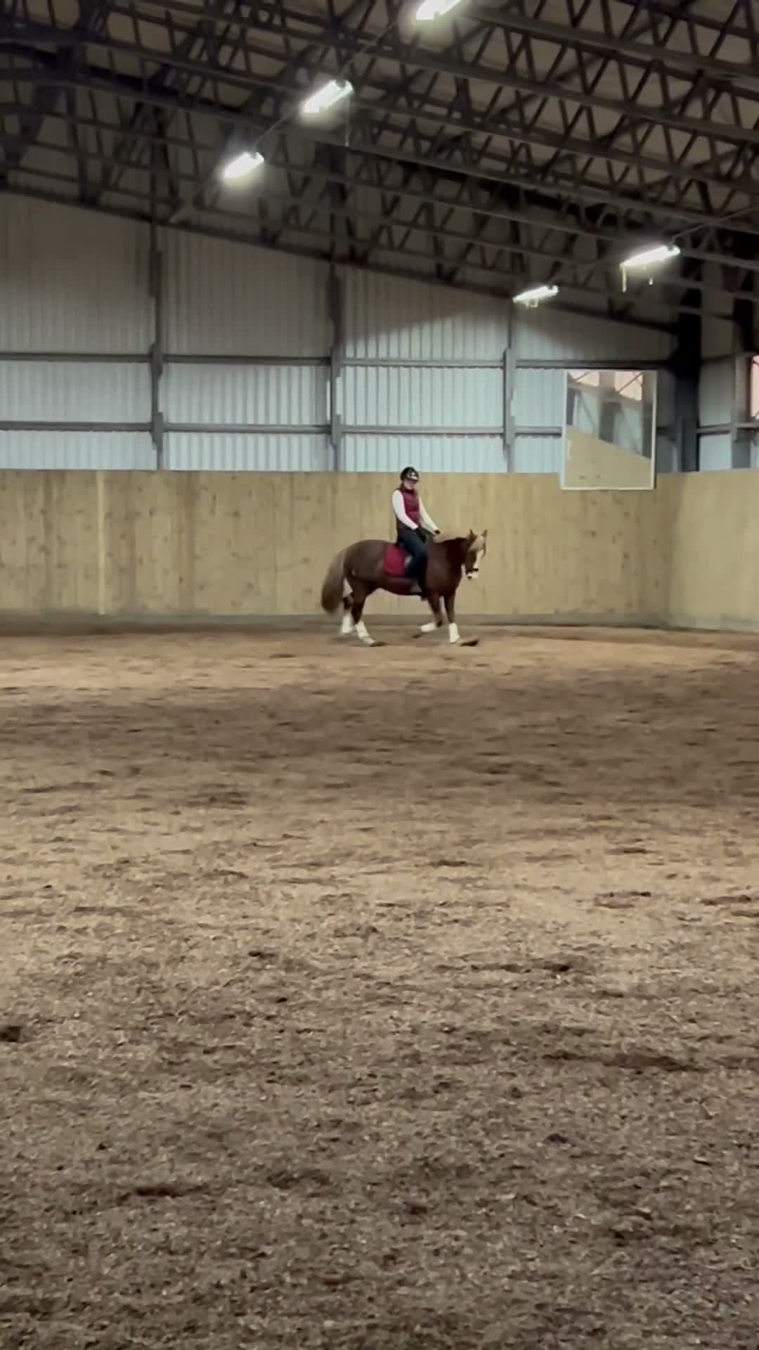 Allround hästar till salu: !!RESERVERAD!! Fin och ambitiös C-Ponny - Video 1