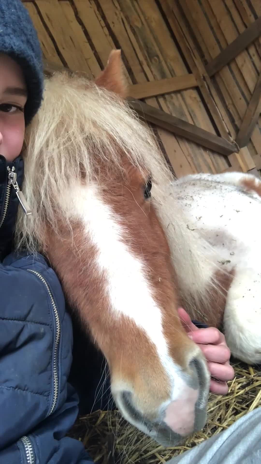 Allround hästar till salu: Charmig Shettis - Video 1