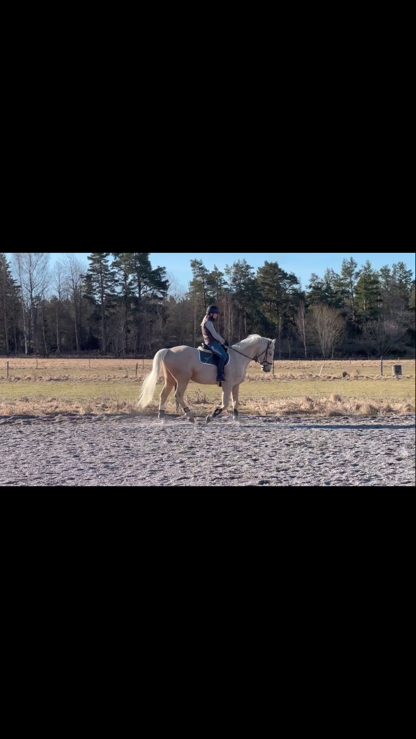 Dressyr hästar till salu: Drömmig SWB valack med utstrålning - Video 2