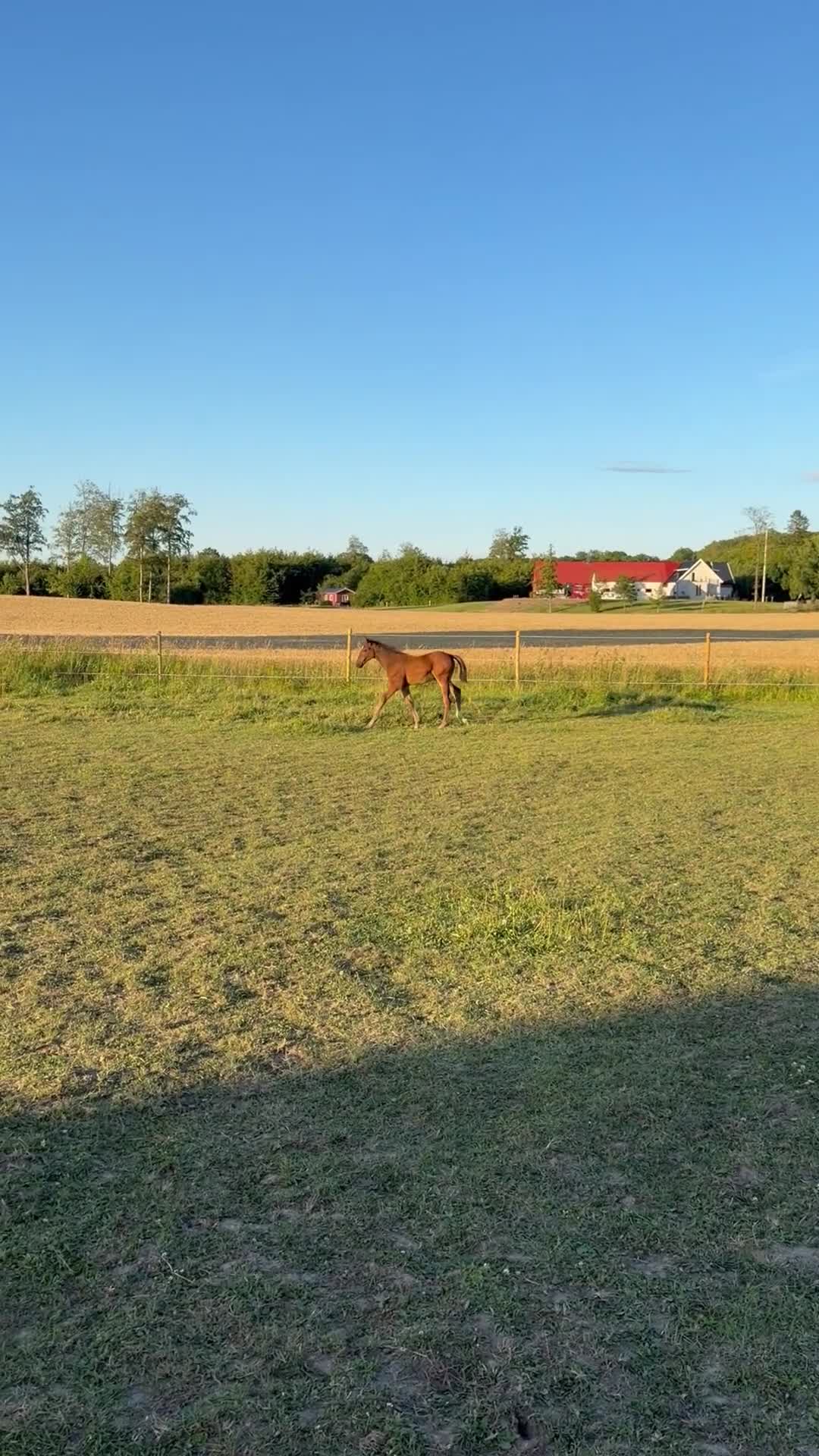 Hoppning hästar till salu: En lovade framtidsstjärna!✨🤩 - Video 2