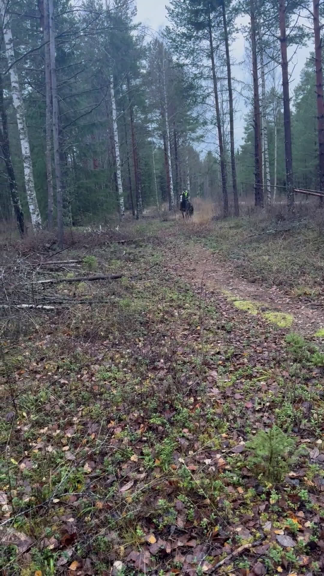 Allround hästar till salu: Snygga Bläsen - hoppar villigt! - Video 5