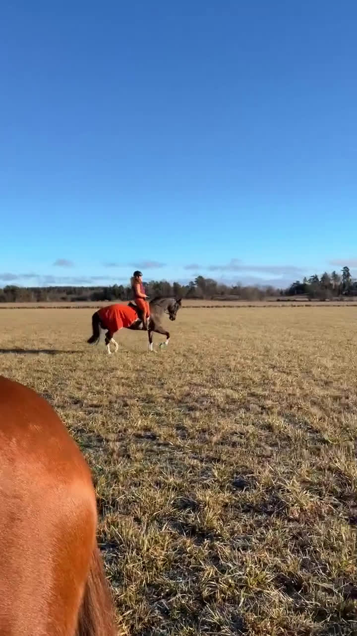  medryttarhäst finnes: Medryttare sökes till två ston. i Märsta - Video 4