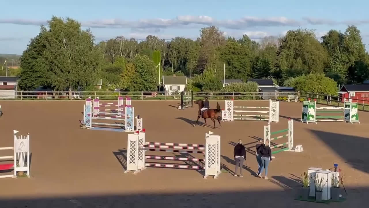 Hoppning hästar till salu: SWB Sto 8år  - Video 1