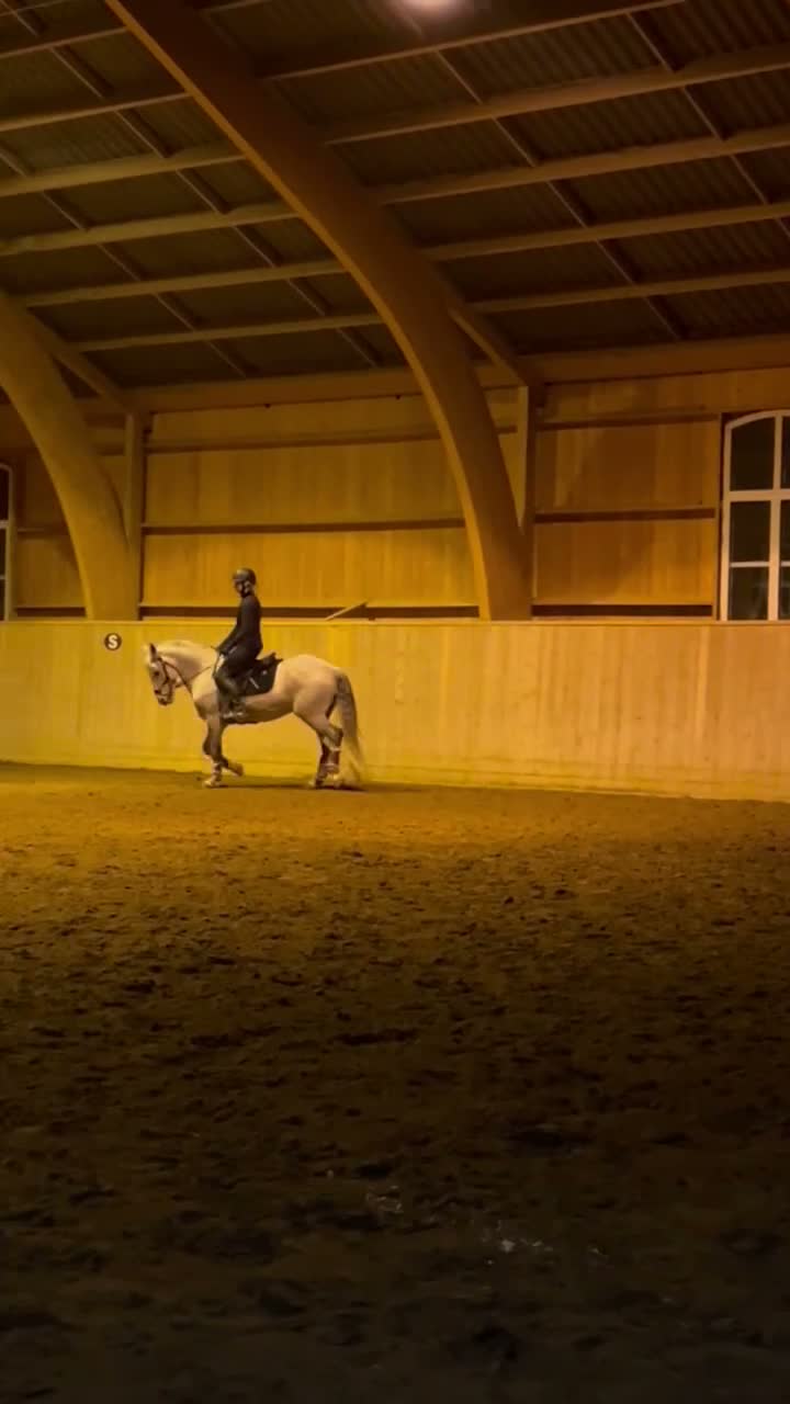 Allround hästar till salu: D-ponnysto född 2014 i Täby - Video 1