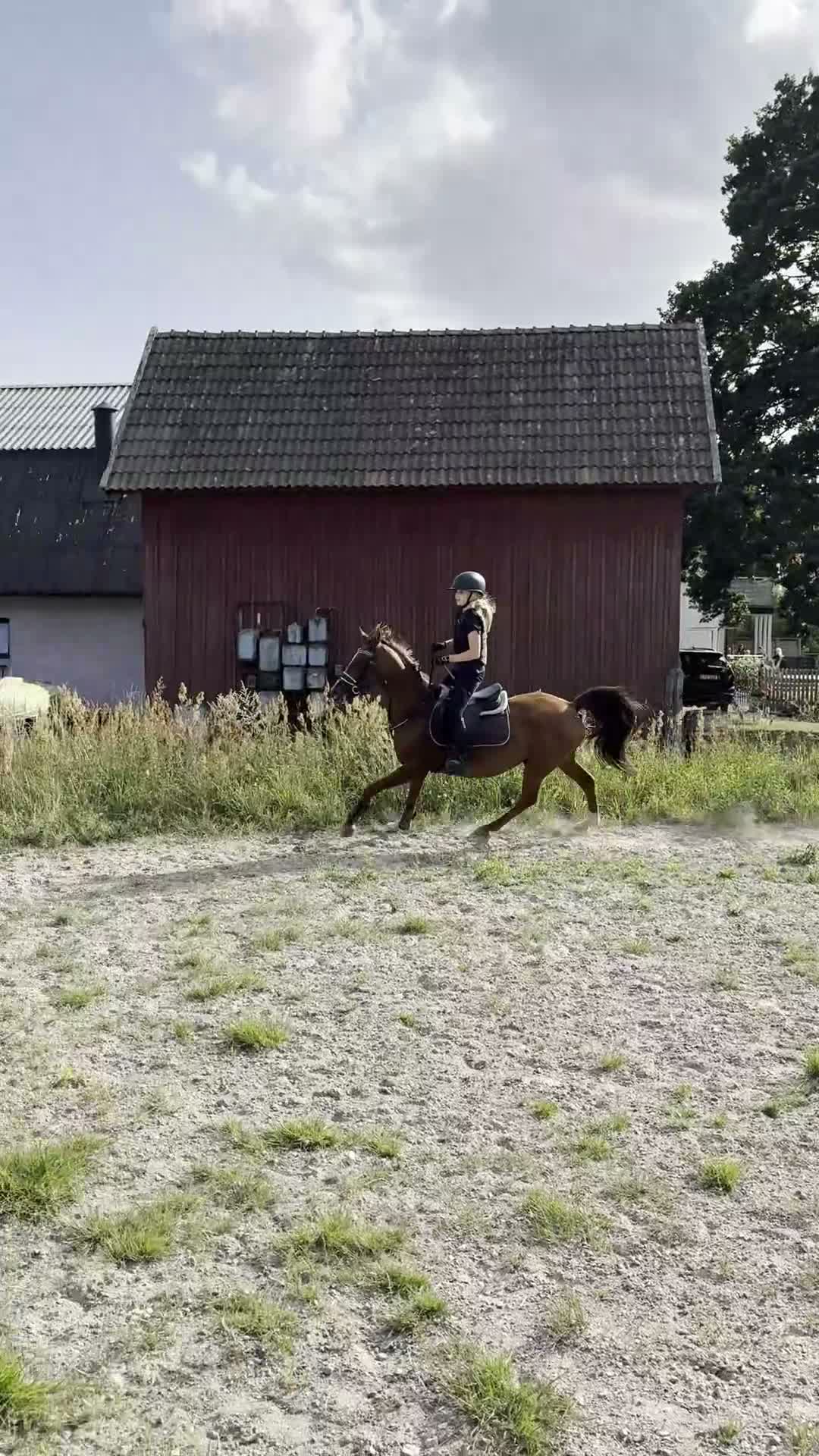 Allround hästar till salu: Älskad C-ponny söker nytt hem ❤️  i Kalmar - Video 2
