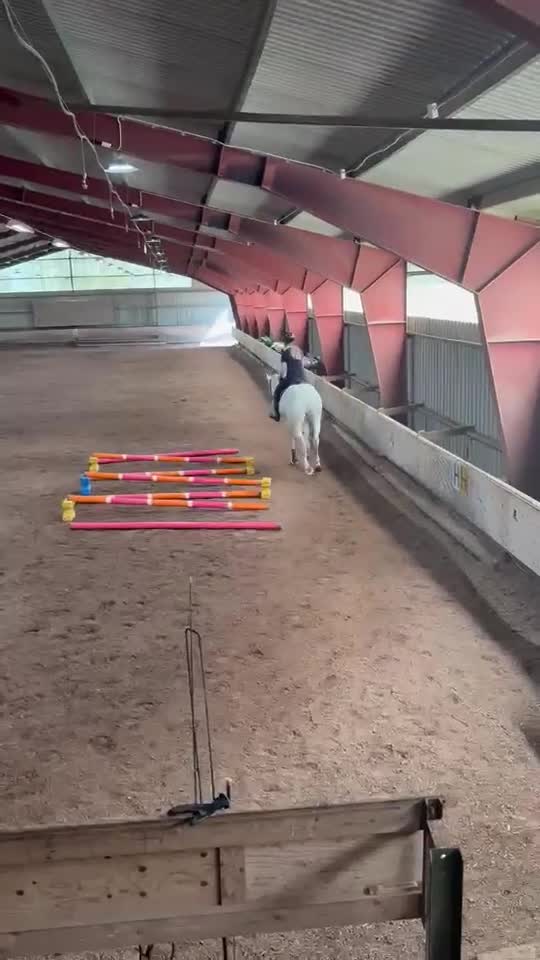 Allround hästar till salu: Hobbyhäst och bästa vän - Video 3