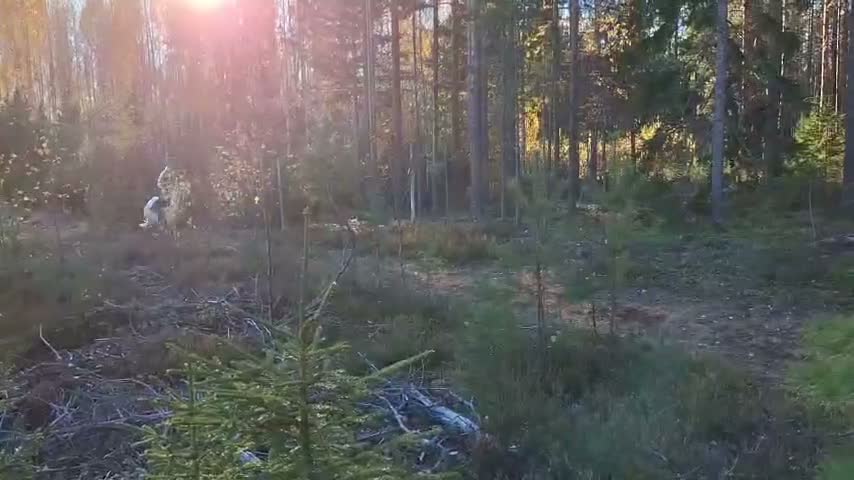 Trav hästar till salu: Snäll och trevlig russvalack - Video 3