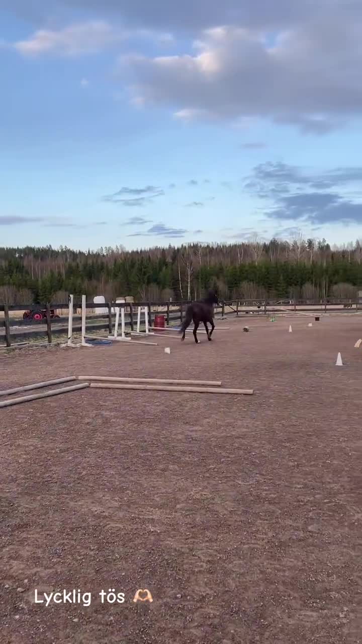 Allround hästar till salu: Sia söker sin nya person i Lakene - Video 3