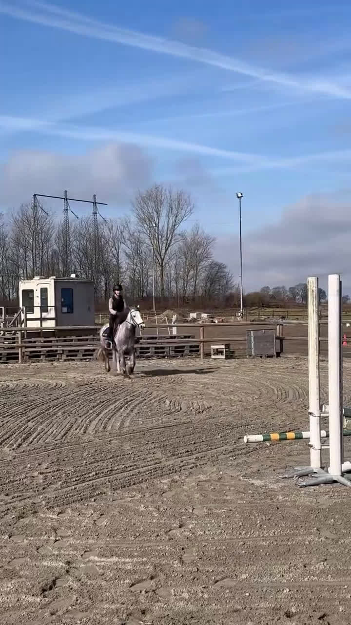 Allround hästar till salu: Charmig C-ponnyvalack - Video 2