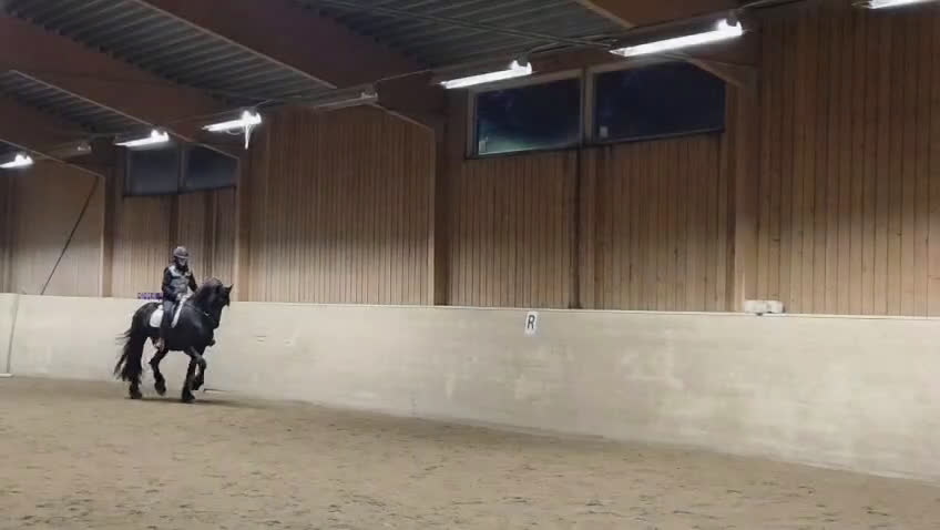 Allround hästar till salu: Sirius en lyxig drömhäst - Video 1