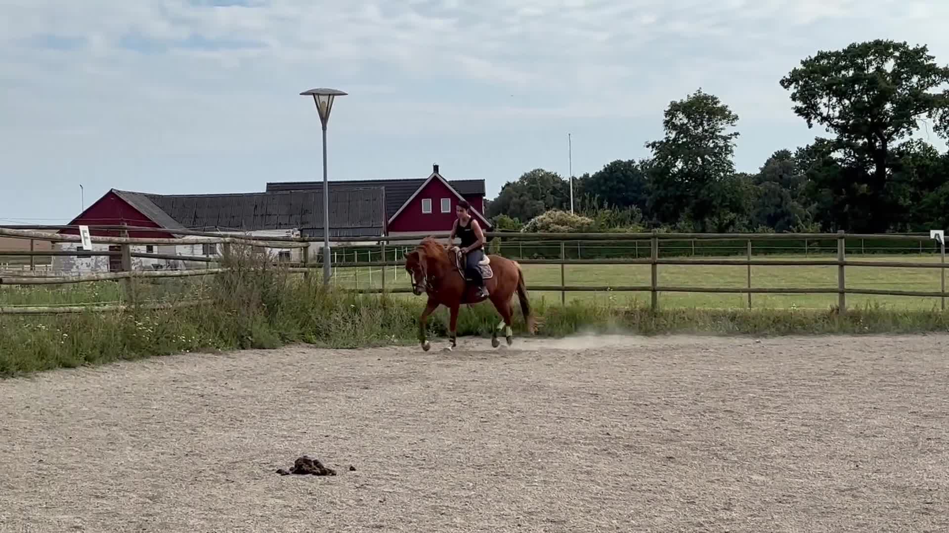 Dressyr hästar till salu: Kollar intresse för denna fina kille  - Video 2