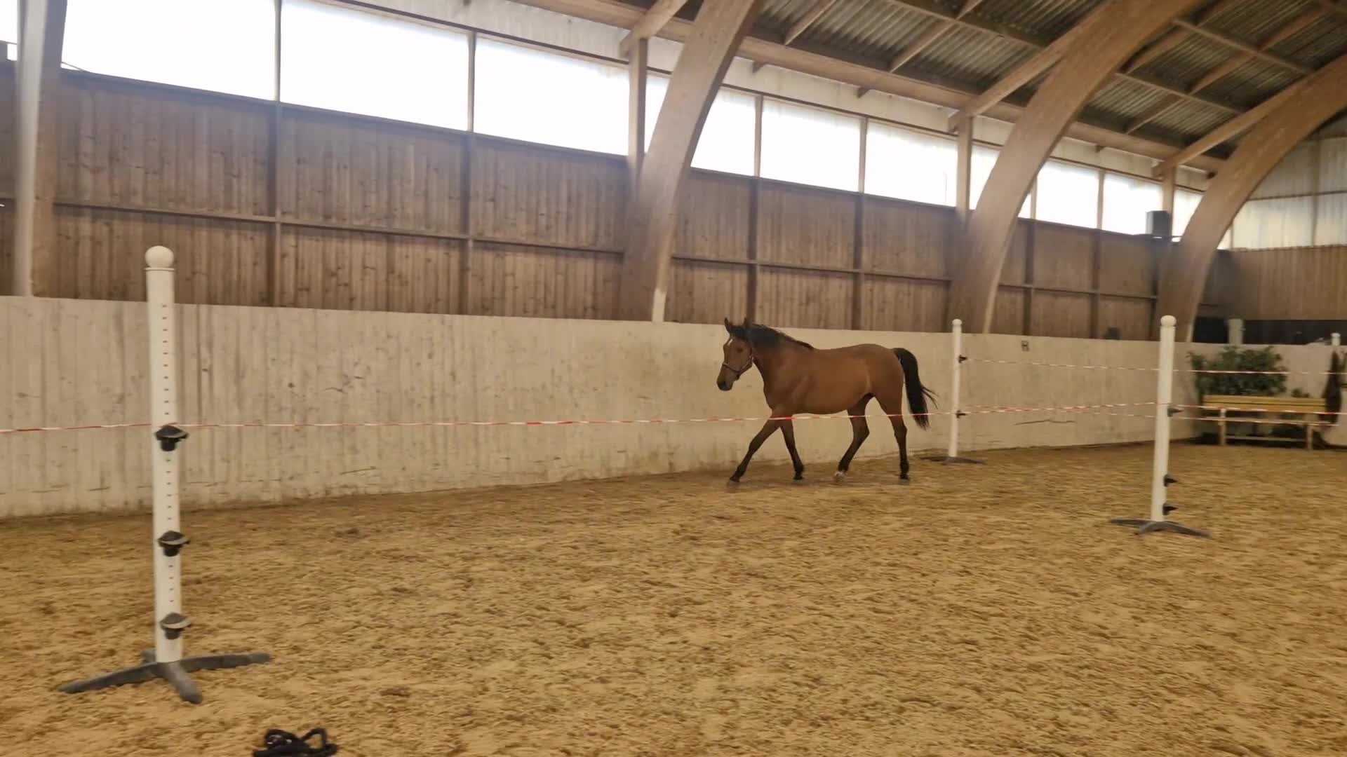 Hoppning hästar till salu: Lovande sto med toppstam ✨️ - Video 1