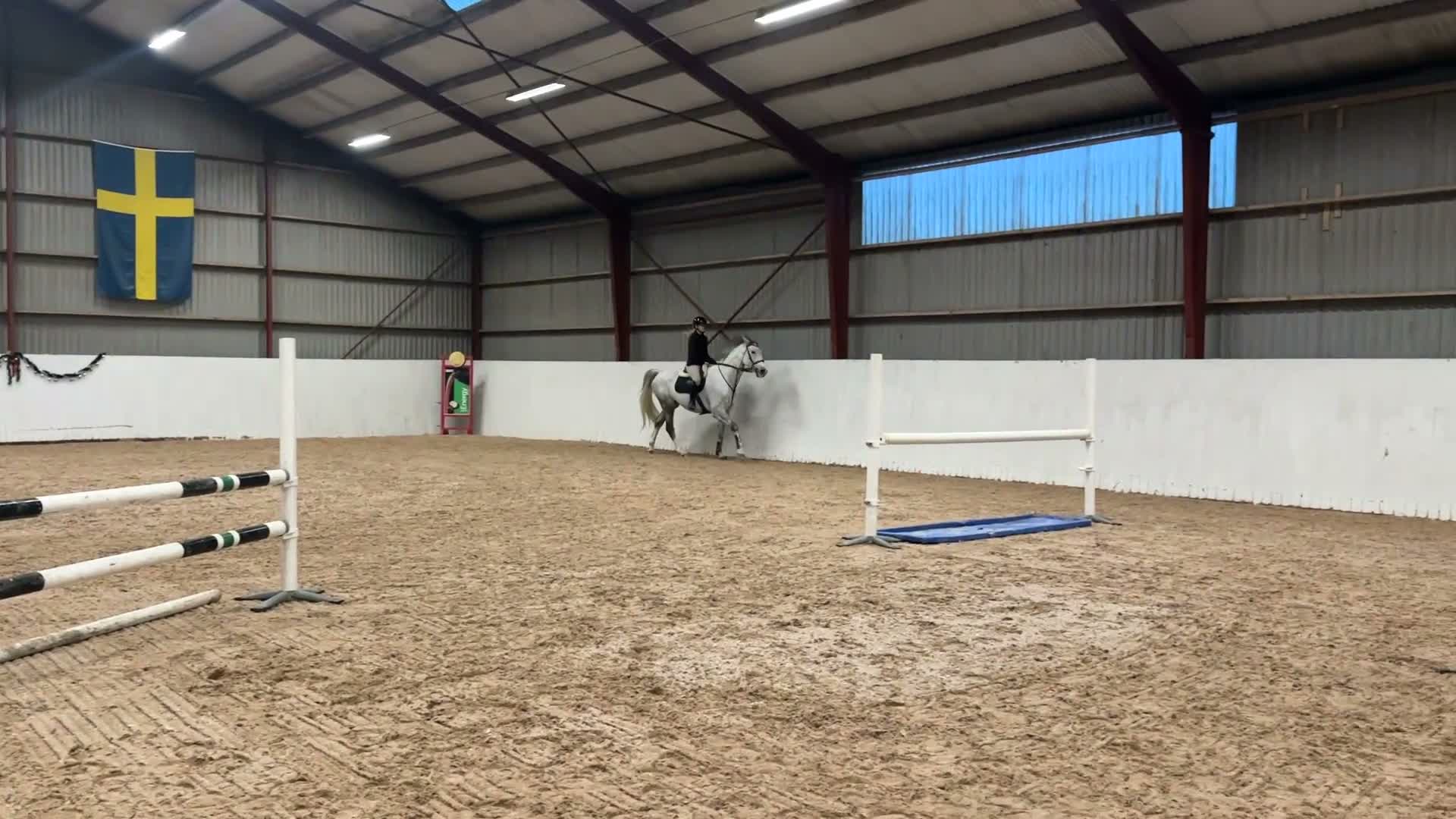 Allround hästar till salu: Snäll kille söker bra hem i Klågerup - Video 2