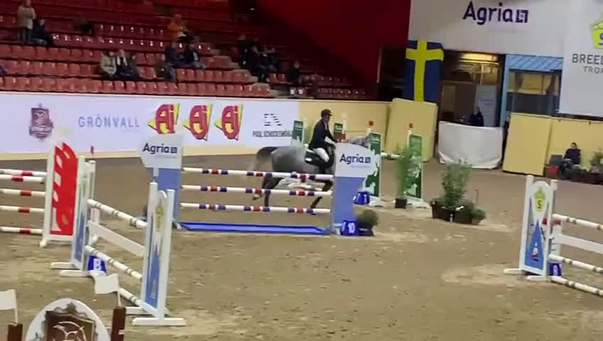 Hoppning hästar till salu: Välutbildad hopphäst - Video 2