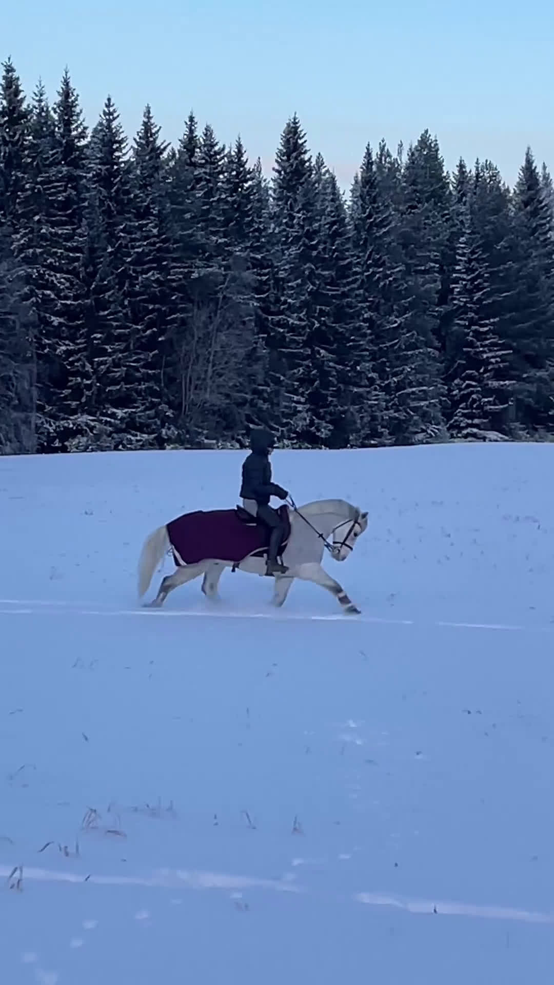 Allround hästar till salu: Charmig valack - en framtida 🌟 - Video 1