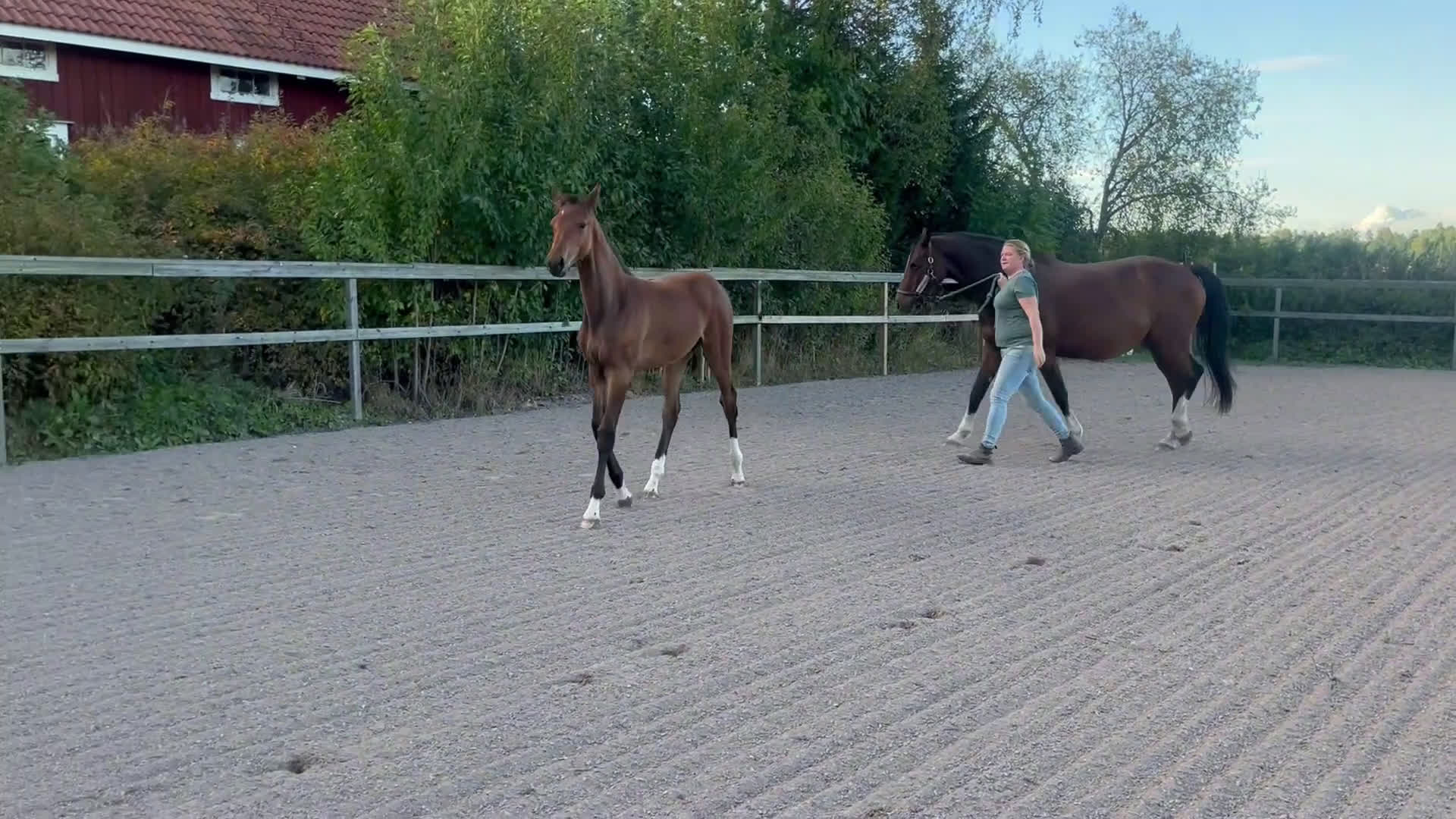 Fälttävlan hästar till salu: Prissänkt! Sto -25 Fälttävlansämne, supersocial! i Väring - Video 2