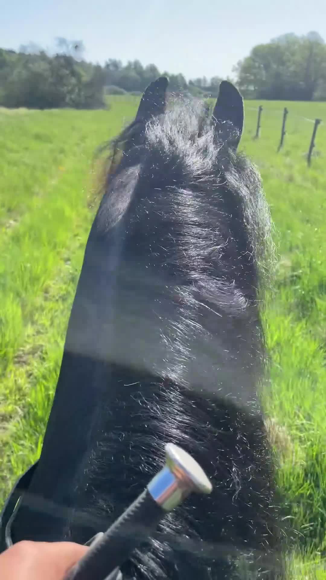  medryttarhäst finnes: Stor kille, stor personlighet  - Video 3