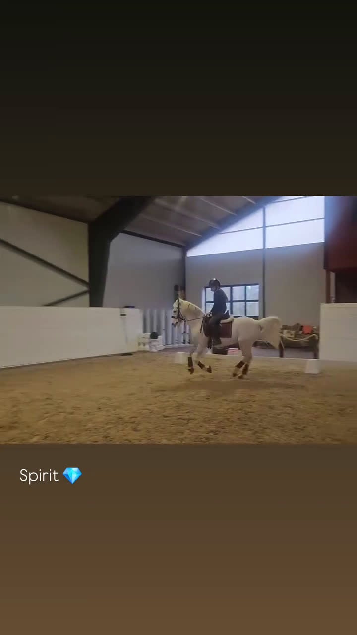 Hoppning hästar till salu: LÄROMÄSTARE ✨️🦄 - Video 1