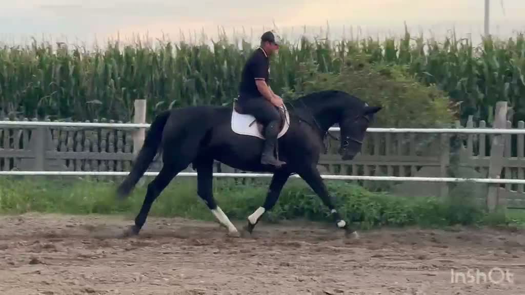 Allround hästar till salu: Black Pearl Waria – Exceptional 5-Year-Old Mare - Video 1