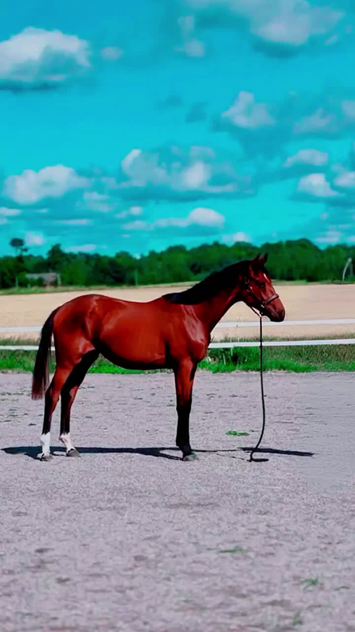 Allround hästar till salu: ✨ Lovande SWB e: Racoon 1491 (Lövsta Stuteri)  ✨ i Vingåker - Video 1