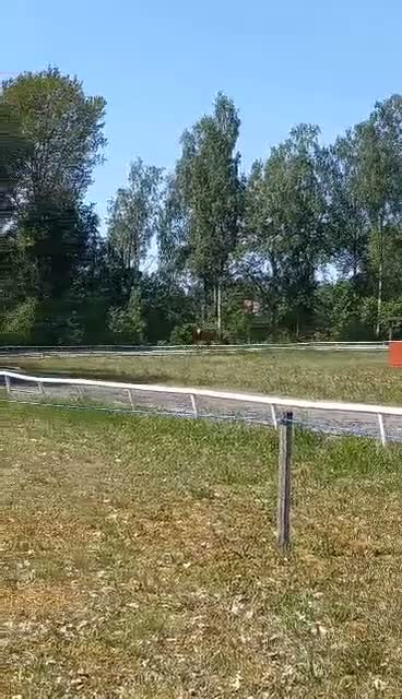 Island hästar till salu: INTRESSEKOLL - Läromästare valack född 2012 - Video 4