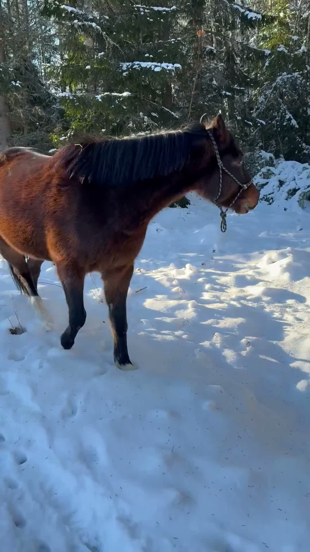 Allround hästar till salu: Vacker & charmig kille m massa potential. - Video 4