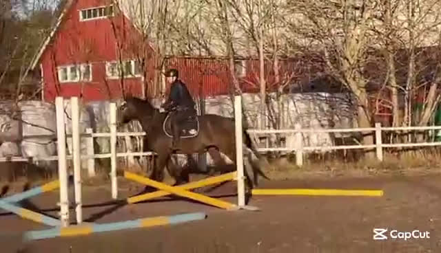 Hoppning hästar till salu: Framtidslöfte - Video 4