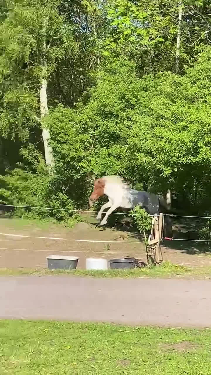 Island hästar till salu: Vackert sto - Video 1