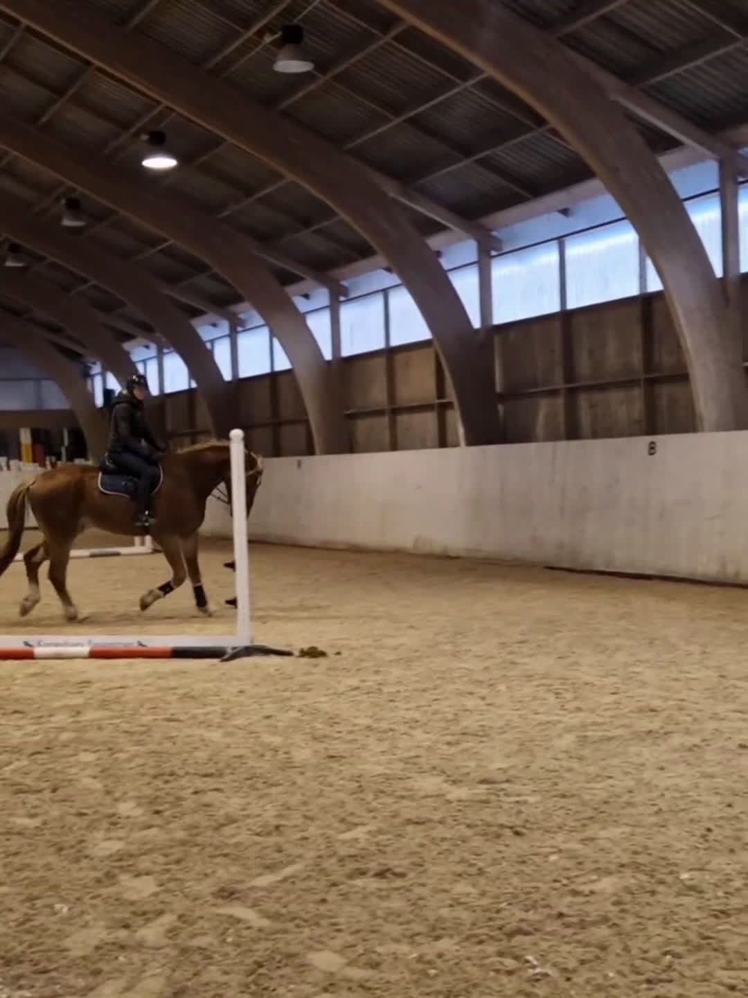 Hoppning hästar till salu: Mycket lovande unghäst ✨️ - Video 3