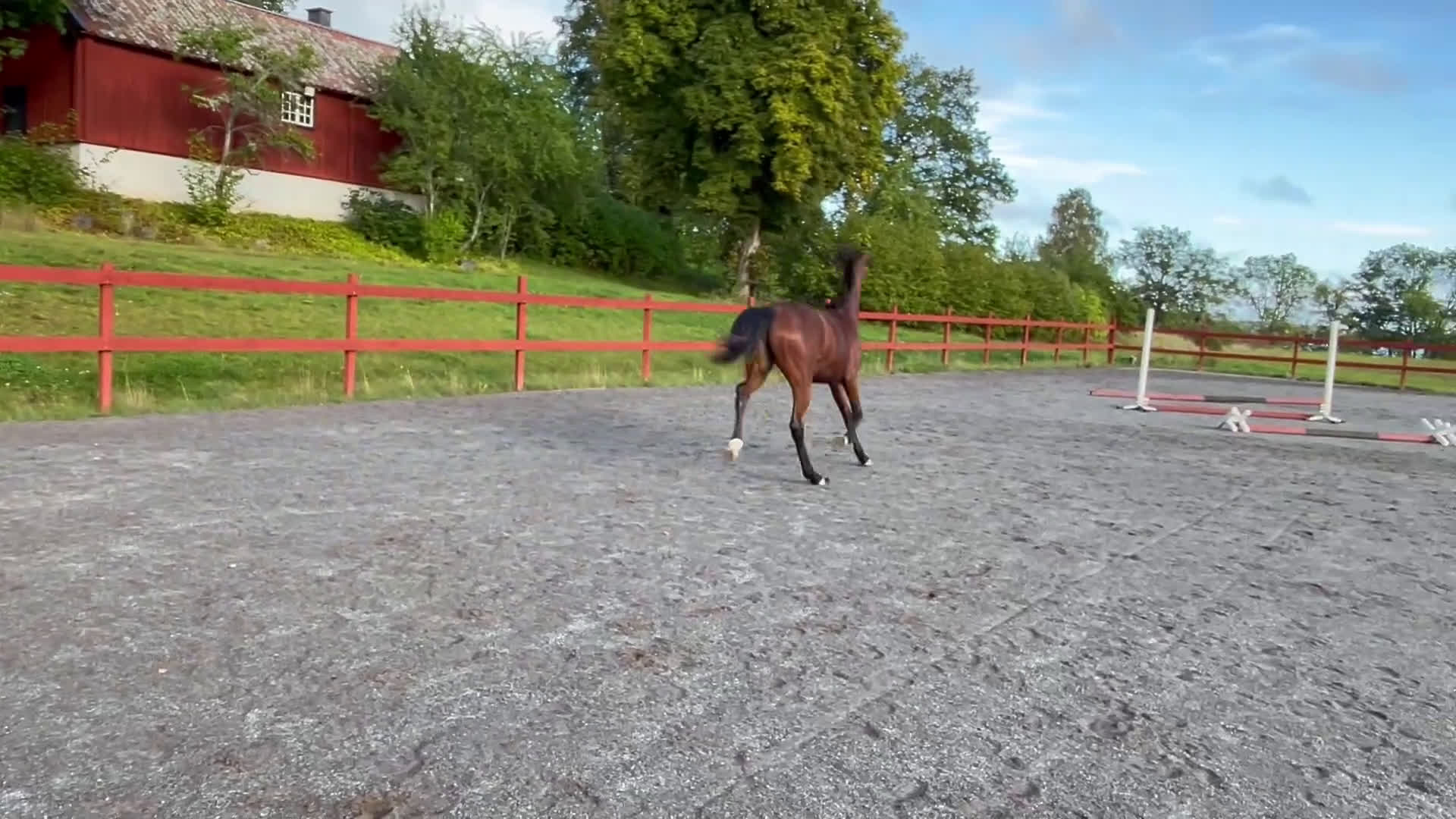 Dressyr hästar till salu: Ådö’s Dahlena ”Lena” i Sparreholm - Video 1