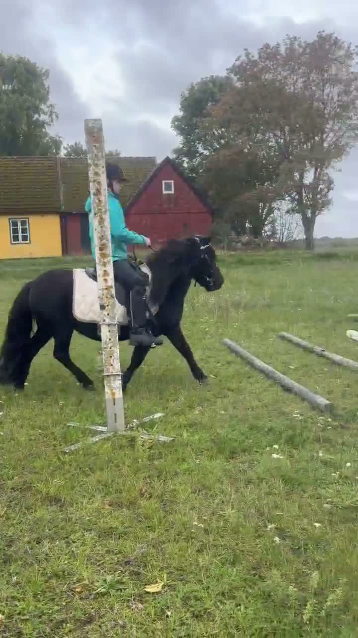 Allround hästar till salu: Körning, ridning eller avel.  - Video 3