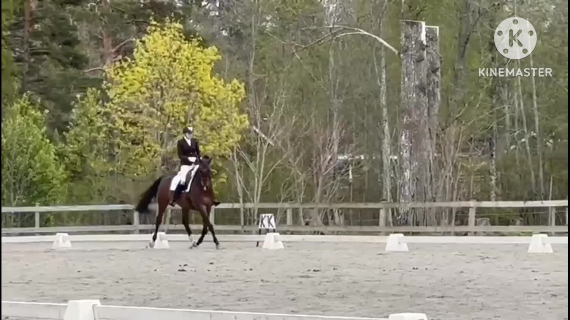 Allround hästar till salu: Vacker och personlig kille med fina kvaliteter - Video 4