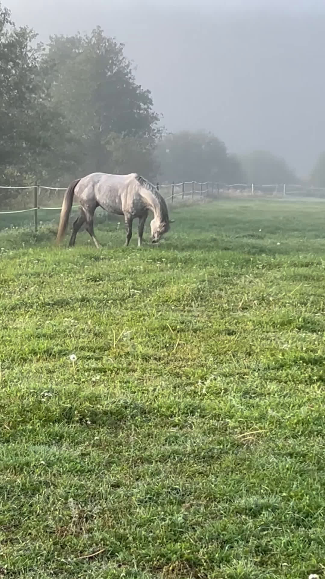  medryttarhäst finnes: Välutbildad tävlingsponny D söker bet. medryttare i Åkersberga - Video 1
