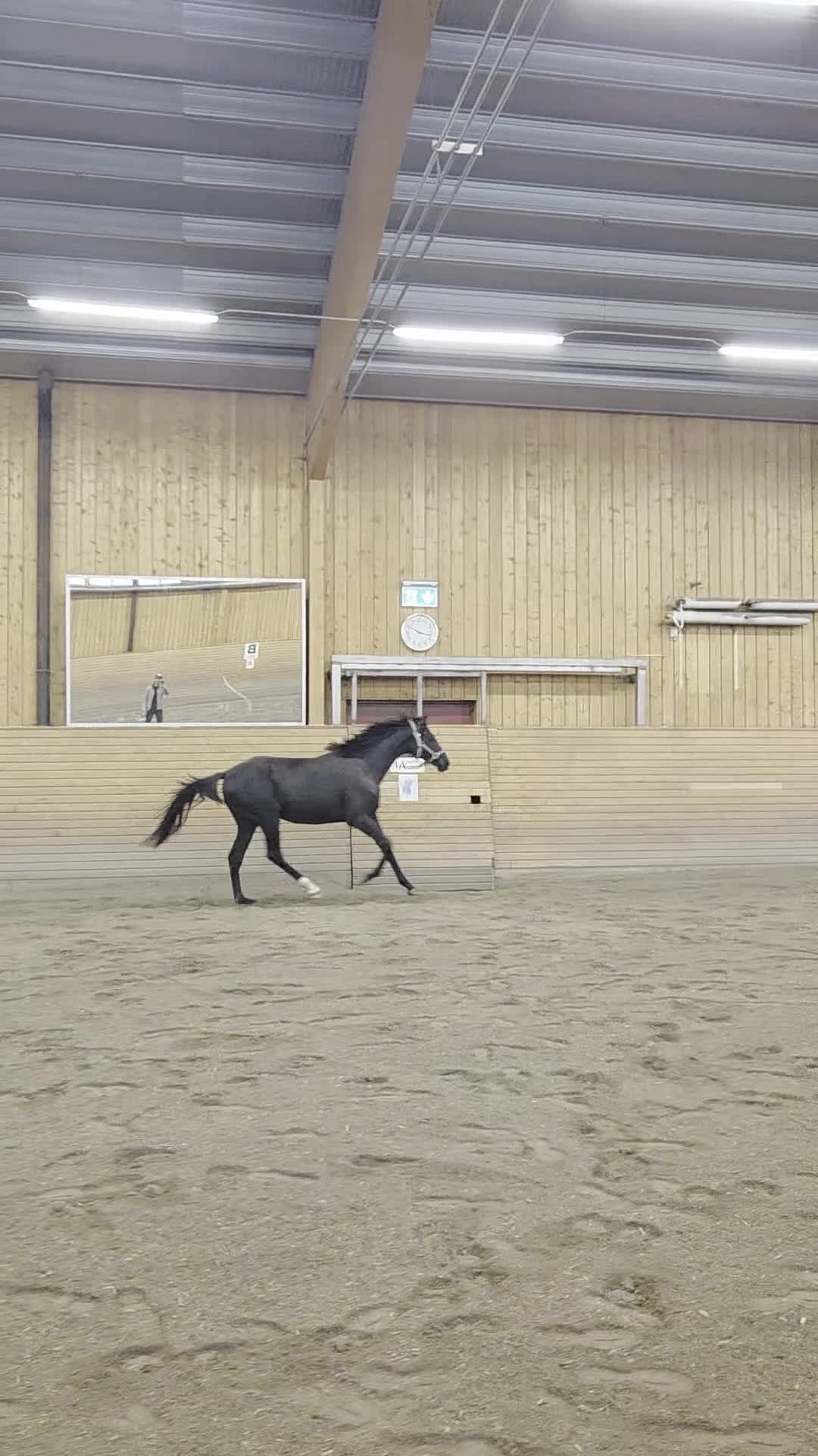Dressyr hästar till salu: Super social Valack - Video 2