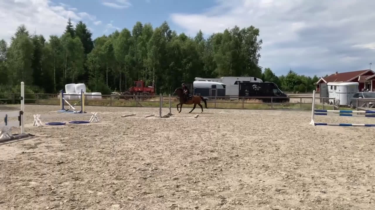 Hoppning hästar till salu: Toppstammade föl i Ljungby - Video 1