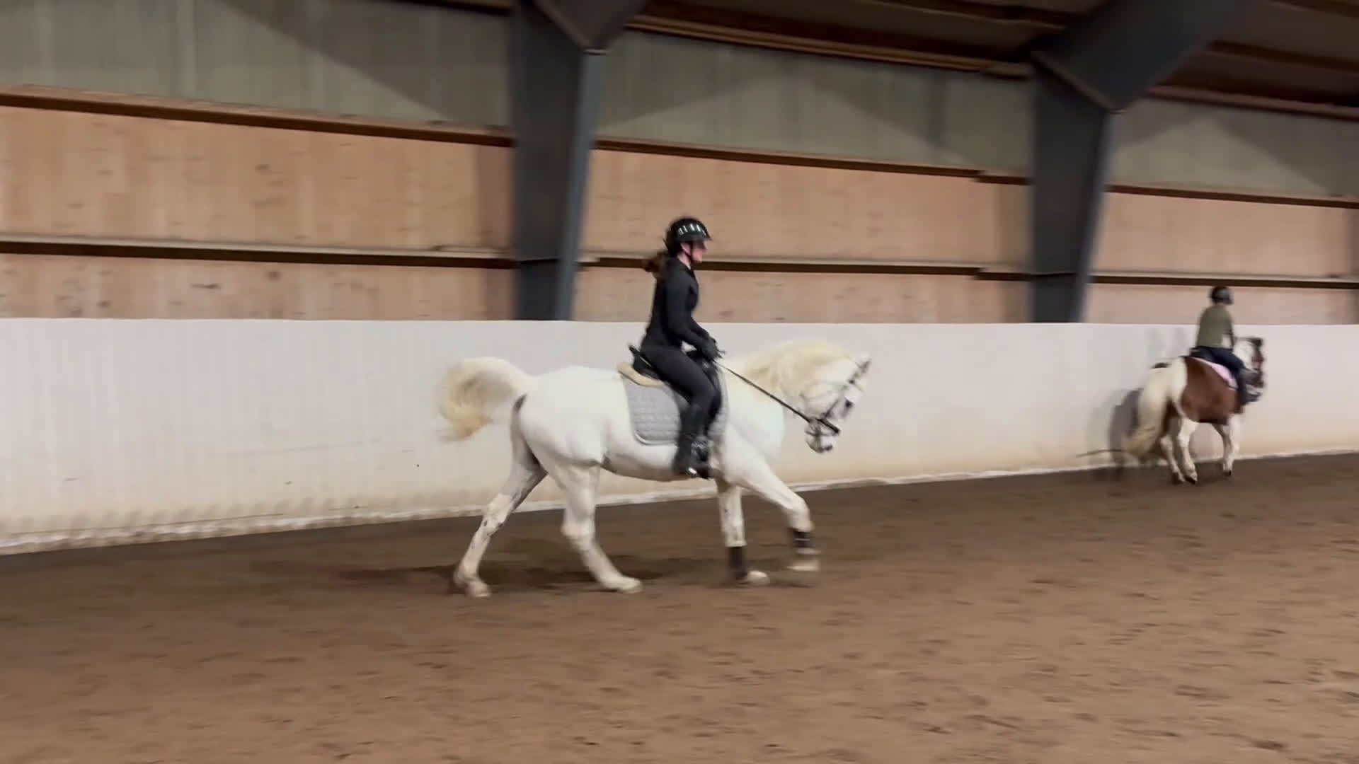 Dressyr hästar till salu: Snäll trevlig valack - Video 4